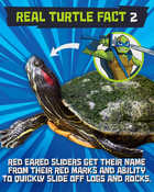 Leo turtle fact