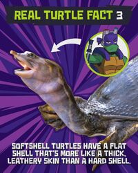 Donnie turtle fact