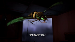 Parasitica title