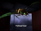 Parasitica