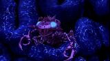 Der Scorponoid in Aktion I
