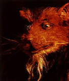 Splinter (Turtles Der Film)