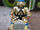 5th Anniversary Collector's Turtle (1992 action figure)