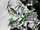 Black, White & Green issue 1