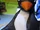 Penguin Pal