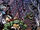 TMNT Annual 2012