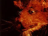 Splinter (1990 film series)/Gallery