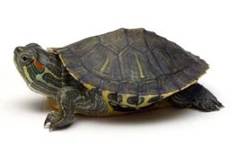 Baby-Red-Ear-Turtle-Pic