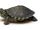 Turtles