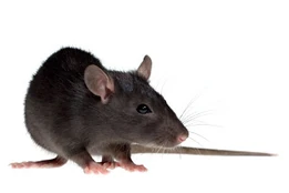 Rat