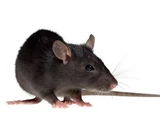 Rats