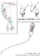 FIVE_Over Modelcase_"MENTAL_OUT"'s head, legs and abdomen close-up by Kasai Shin.