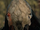 Feral Predator (Predator)