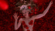 American Beauty0