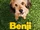 Benji (2018)
