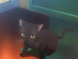 御坂10032号的猫
