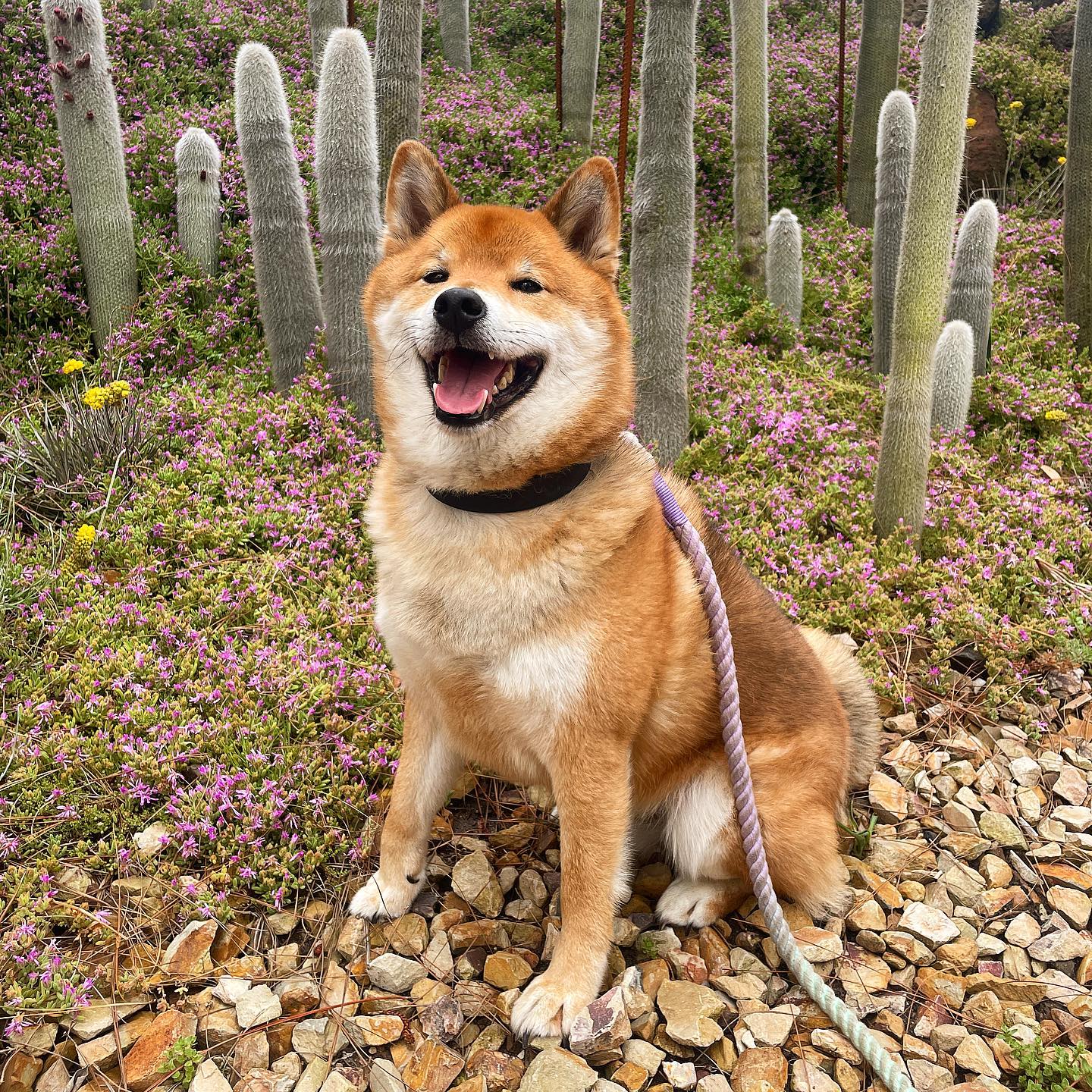 Shiba Inu  The Fandom Post