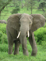 250px-Elephant near ndutu