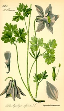 kasi Akukekija Apina.jpeg (699 KB)