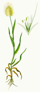 kasi Lakulu Owatu.jpeg (736 KB)