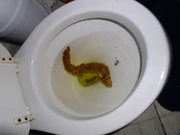 poo