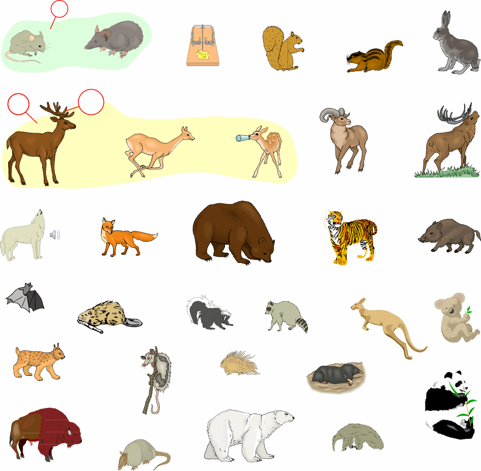 Млекопитающие животные