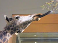 242px-Giraffe.jpg