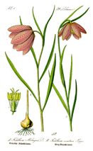 kasi Pisilalija Montana.jpeg (378 KB)