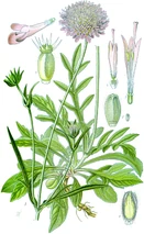 kasi Kanusija Awensi.jpeg (1.34 MB)