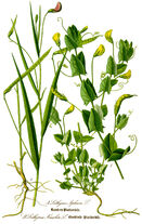 kasi Lasilu Nisolija.jpeg (626 KB)