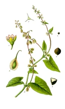 kasi Palopija Tumetolun.jpeg (396 KB)