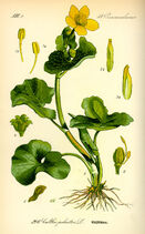 Illustration Caltha palustris0.jpg (722 KB)