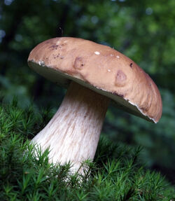 Boletus edulis 2 2008