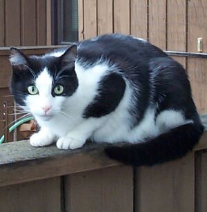 Black white cat on fence
