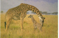 225px-Giraffewithbaby.jpg