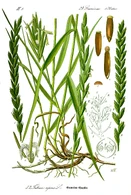 kasi Elilikija Lepen.jpeg (849 KB)