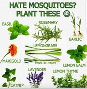 Mosquito Repellent Plants