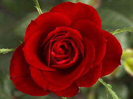 LessonPlanValentinesRoses