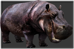 Hippo | Tokyo Jungle Wiki | Fandom