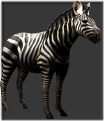 Zebra thumb