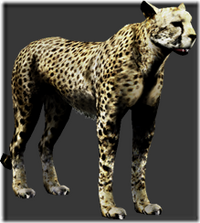 チータ　Cheetah CH-30 Cheetah® Bead Seater - 30 Gallon ASME Tank - Tire