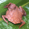 Common Suriname Toad