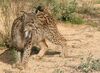 Iberian Lynx