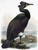 Spectacled Cormorant