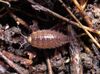 Japanese Woodlouse