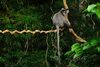 Phayre's Leaf Monkey