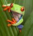 Tree Frog