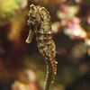 Great Seahorse