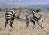 Cape Mountain Zebra