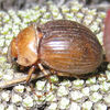 Cromwell Chafer Beetle